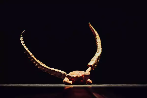 A still from Figures in Extinction [1.0] showing a performer on stage with two giant horns covering their arms