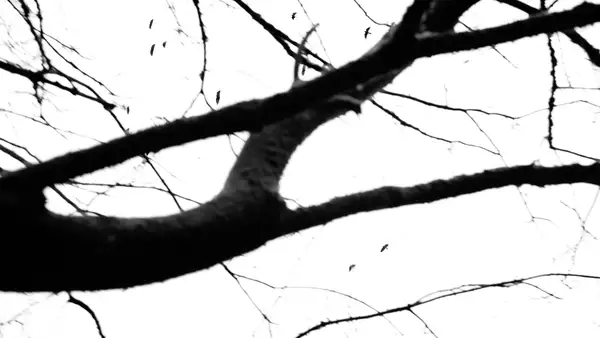 black and white photo of a tree branch